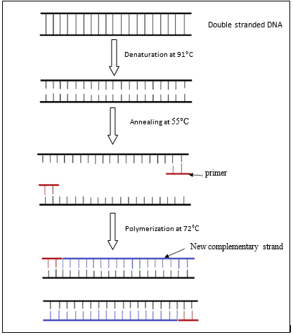 Polymerase chain reaction PCR / Gene amplification - Pharmacy Infoline