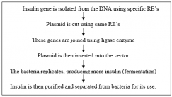 Insulin Production rDNA technology notes | Pharmacy Infoline